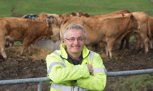 a man standing in front of a herd of cows